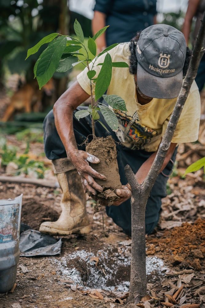 Forest Restoration